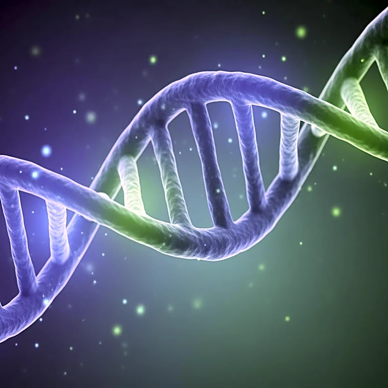 Study Explores RNA Polymerase II Transcription Initiation Without XPB Translocase Activity