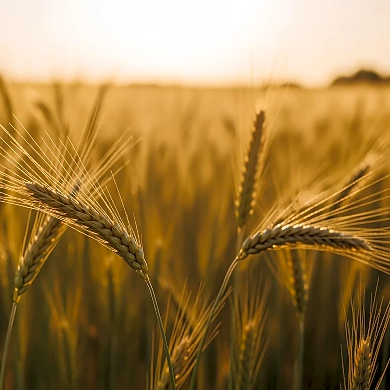 Ontario Grain Farmers Launch 2026 Legacy Scholarship to Support Future Agricultural Leaders