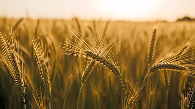 Ontario Grain Farmers Launch 2026 Legacy Scholarship to Support Future Agricultural Leaders
