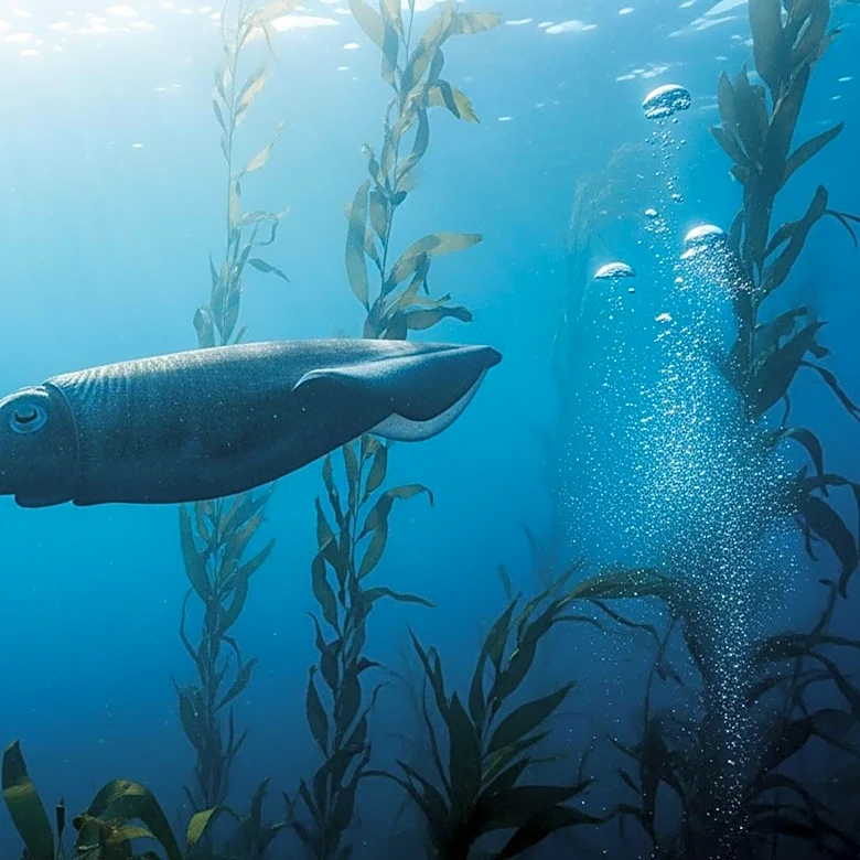 Scientists Discover Rare Giant Squid in Western Australia, Highlighting Marine Biodiversity