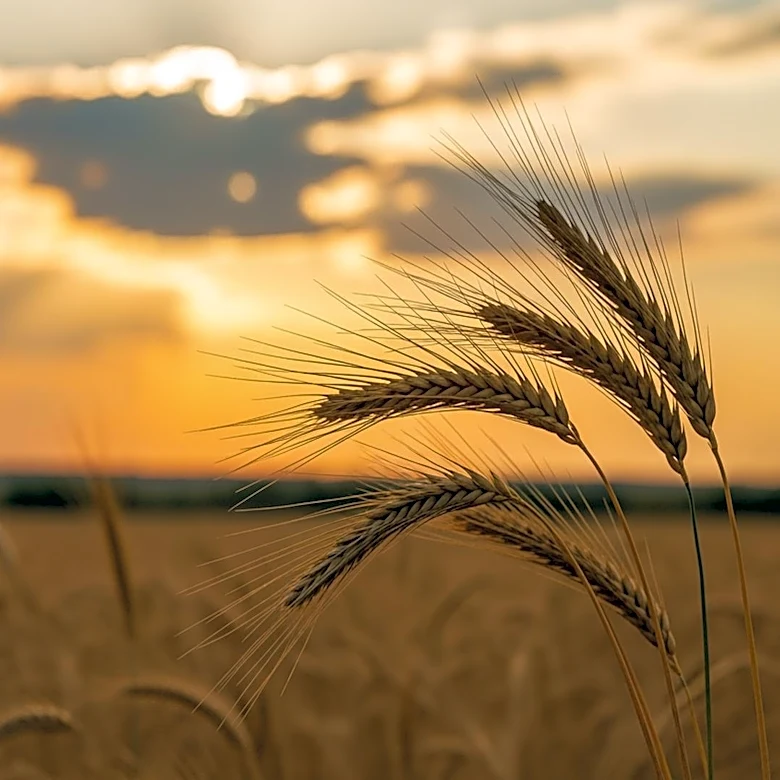 Agbiz Economist Addresses Premature Global Food Crisis Fears Amid Geopolitical Tensions
