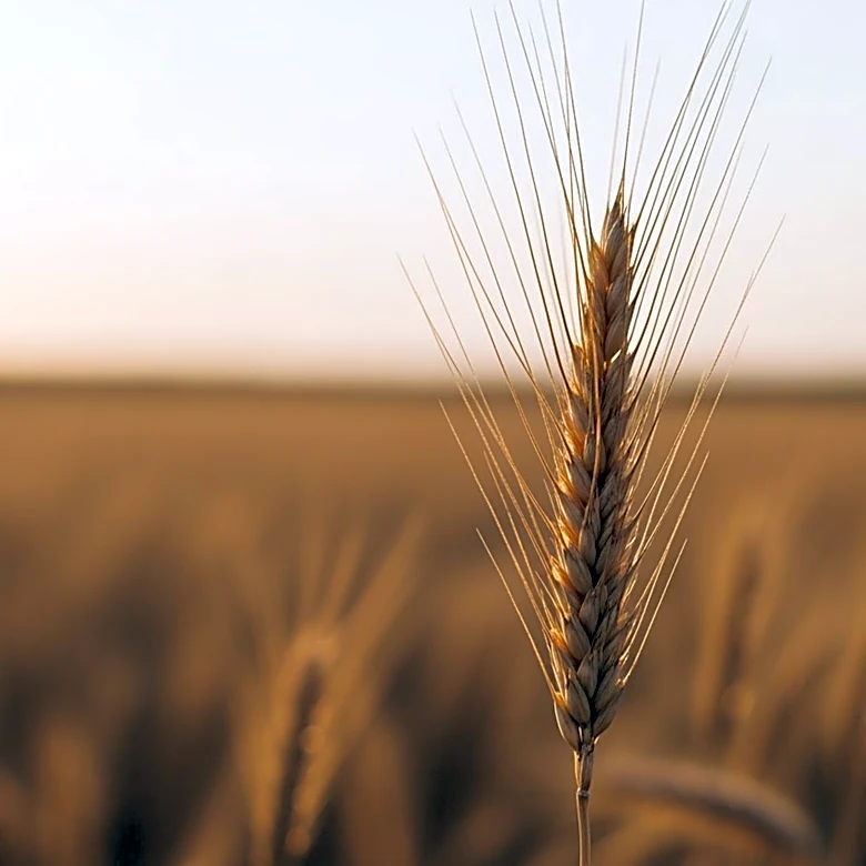Landus Cooperative Awards 'Excellence in Agriculture' Scholarships to Iowa High School Graduates