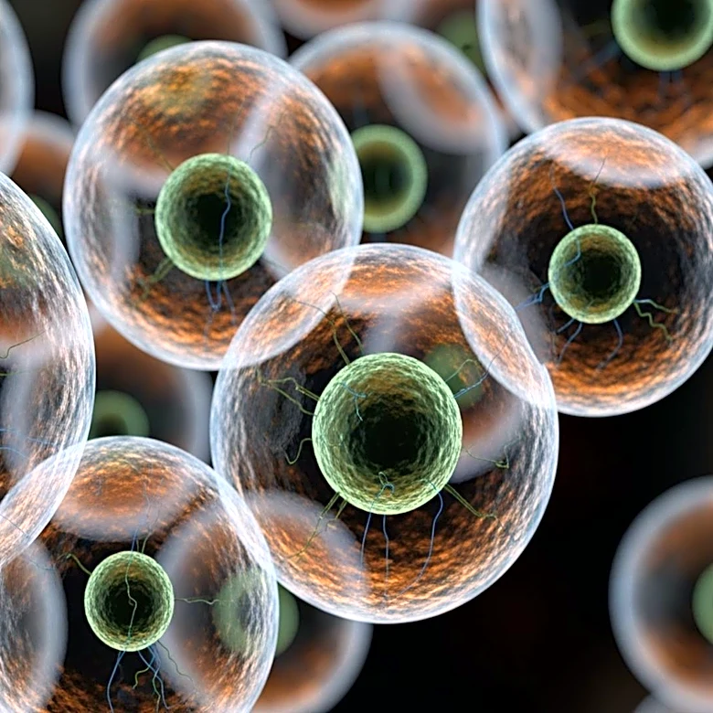 Research Highlights Heterogeneity in Human Islet Cell Function and Implications for Diabetes Treatment