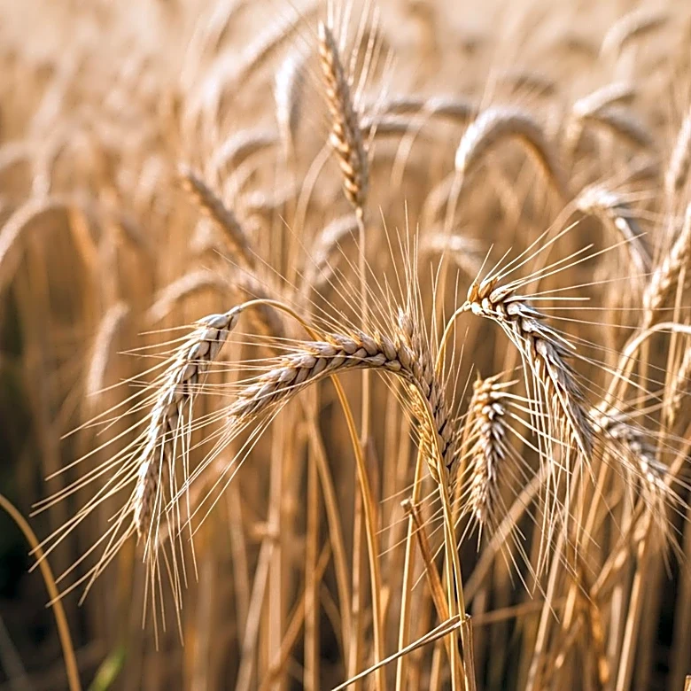 Georgia Agriculture Department Partners with HBCUs to Boost Industry Workforce