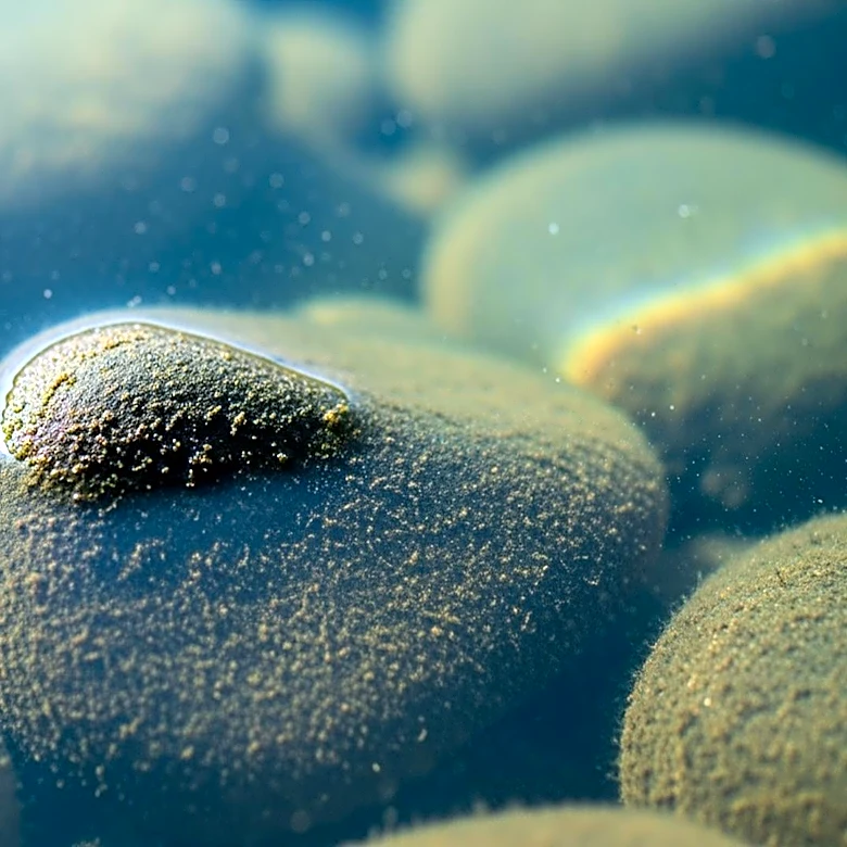 Microbial Reduction Enhances Uranium Stability in Mine Water Systems