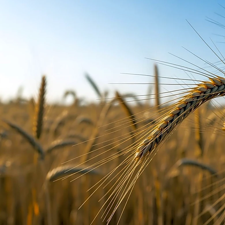 North Carolina Lawmakers Advance Food Aid Bill and Support Agriculture Research