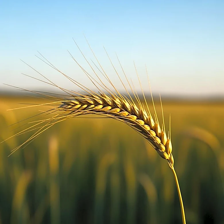 Congresswoman Hinson Celebrates House Approval of E15 Bill as a Boost for Agriculture