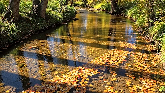 Orange County Halts Herbicide Spraying in Creeks After Public Outcry