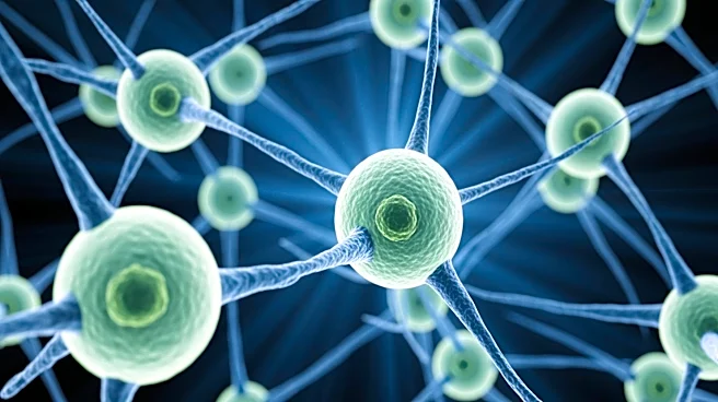 ALS Study Reveals Immune System's Role in Disease Progression