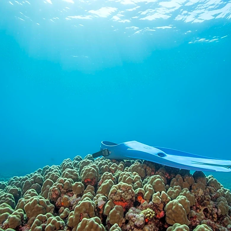 Maldivian Diver Dies During Recovery Mission for Italian Tourists