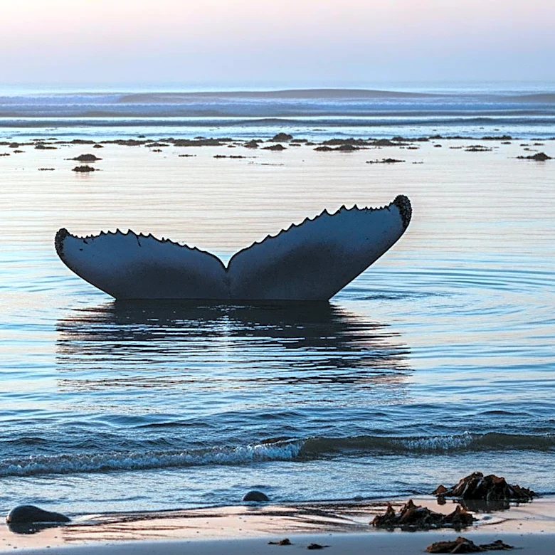 Danish Environmental Agency Confirms Death of Stranded Humpback Whale Timmy