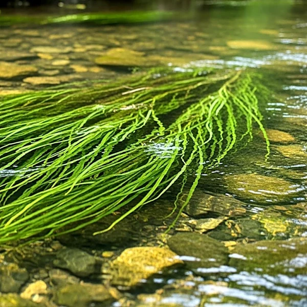 Charities Aid Foundation Launches New Grants for UK Freshwater Ecosystem Protection