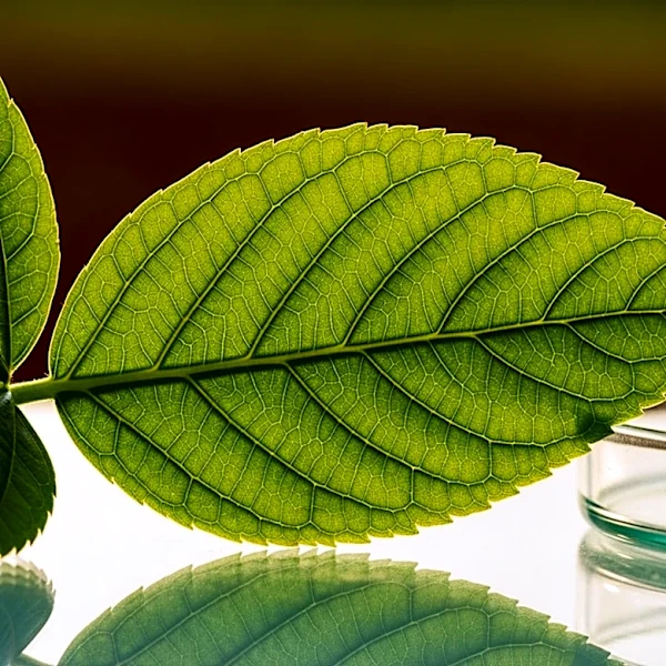 USDA Seeks Public Input on Future Biotechnology Regulation Amid Evolving Agricultural Policies