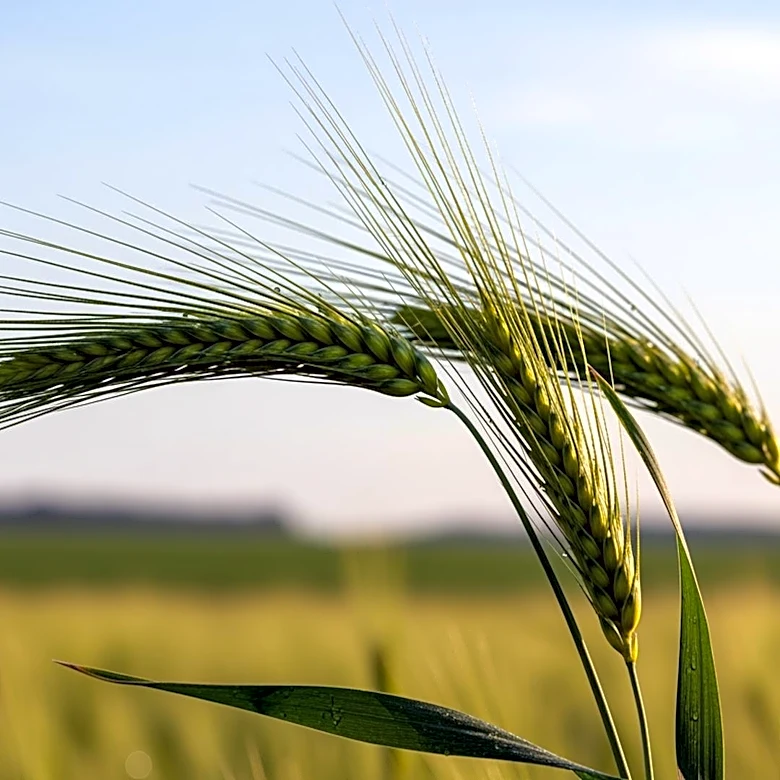 Minnesota Legislature Passes Key Agricultural Bills Amidst Omnibus Bill Stalemate
