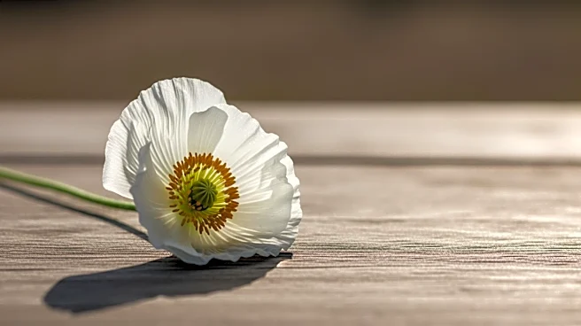 Memorial Day: Reflecting on the Sacrifices of War Veterans and Their Families
