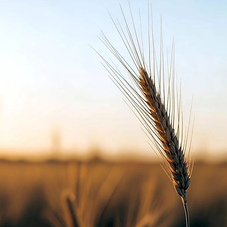 National FFA Leaders Reflect on Service and Future of Agriculture