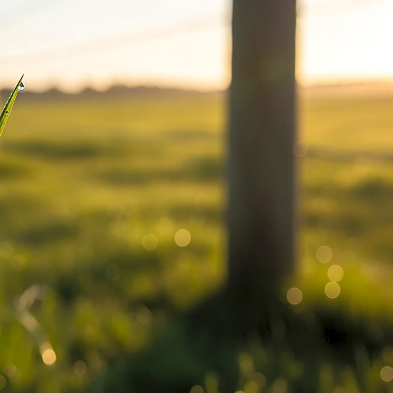 Study Proposes Targeted Cattle Grazing Cuts to Combat Climate Change