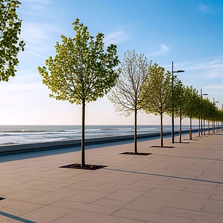 Laguna Beach Promenade Project Receives New Trees Amid Public Safety Concerns