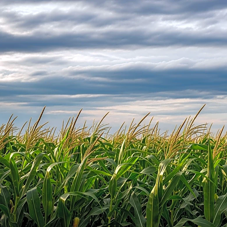 Scientists Link Corn Belt Agriculture to Increased Thunderstorm Activity