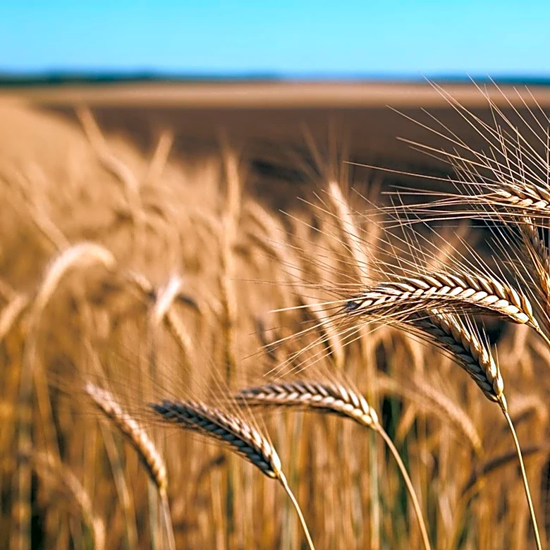 Chad Bianco Criticizes California's Agricultural Policies in Governor Race