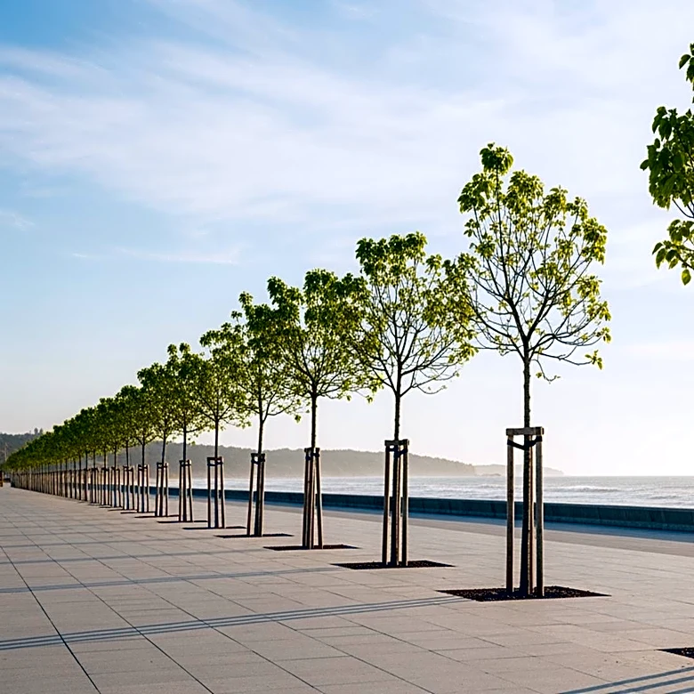 Laguna Beach Implements New Tree Planting for Promenade Project Amid Safety Concerns