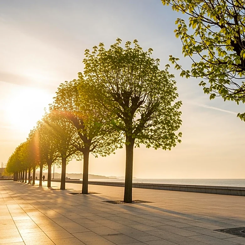 Laguna Beach Promenade Project Progresses with New Tree Arrivals