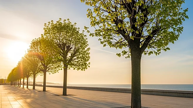 Laguna Beach Promenade Project Progresses with New Tree Arrivals