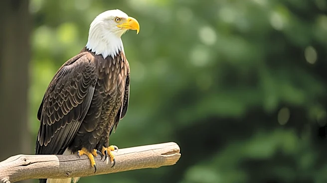 Oakland City Hosts Educational Event Featuring Live Bald Eagle