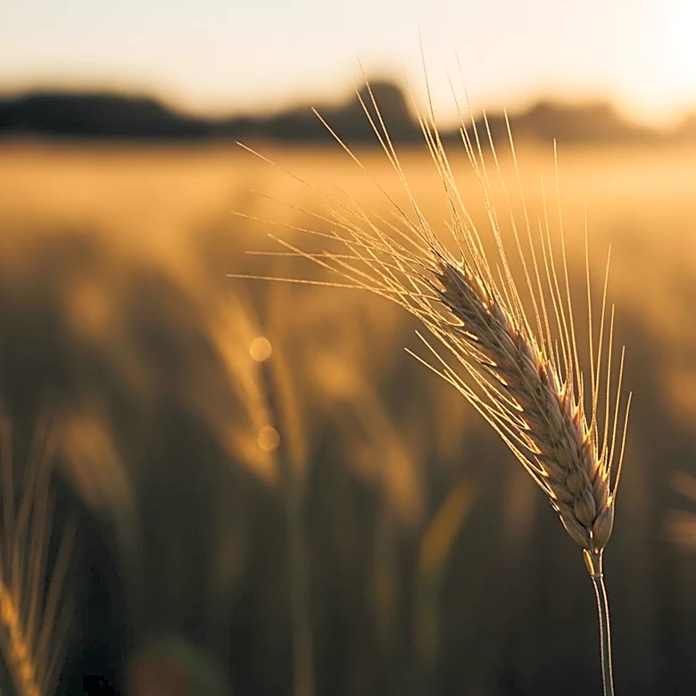 Women Leaders in Agriculture Highlight Challenges and Opportunities for Future Generations