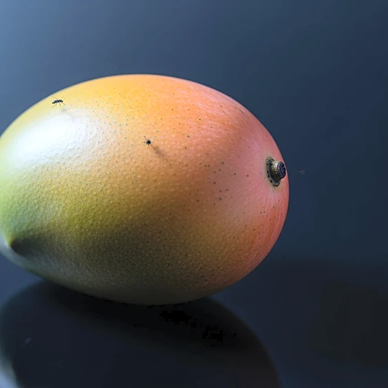 Japan Suspends Indian Mango Imports Over Pest-Control Concerns
