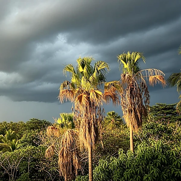 Thunderstorms Expected in South Florida Following Dry Morning