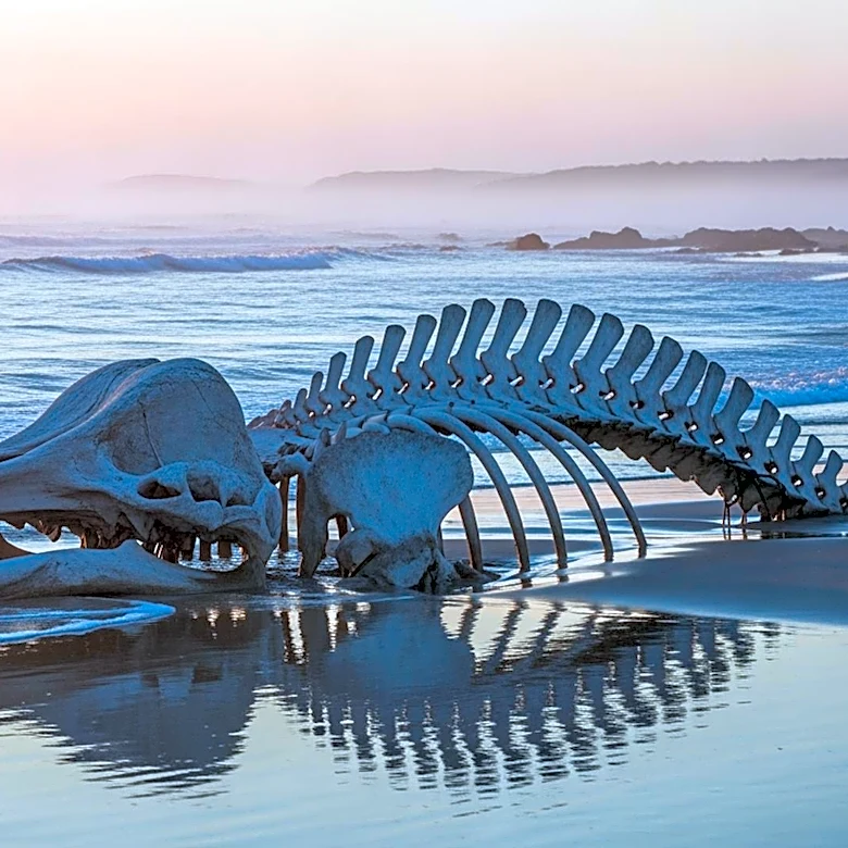 Danish Authorities Retrieve Carcass of Stranded Humpback Whale for Examination
