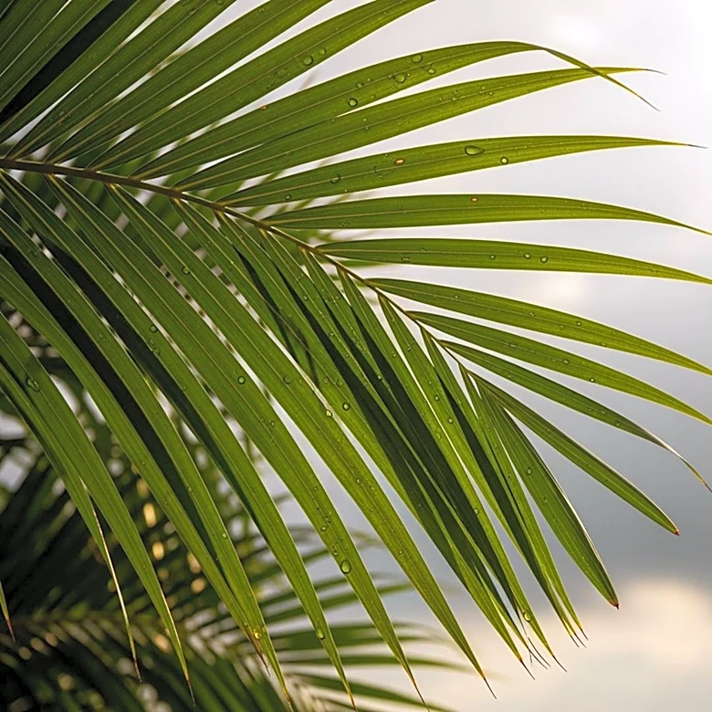 South Florida Faces Hot and Humid Conditions with Increased Rain Chances