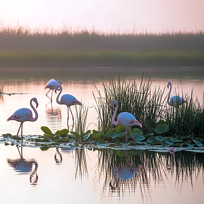 Venice's Wetlands Restoration Attracts Growing Flamingo Population