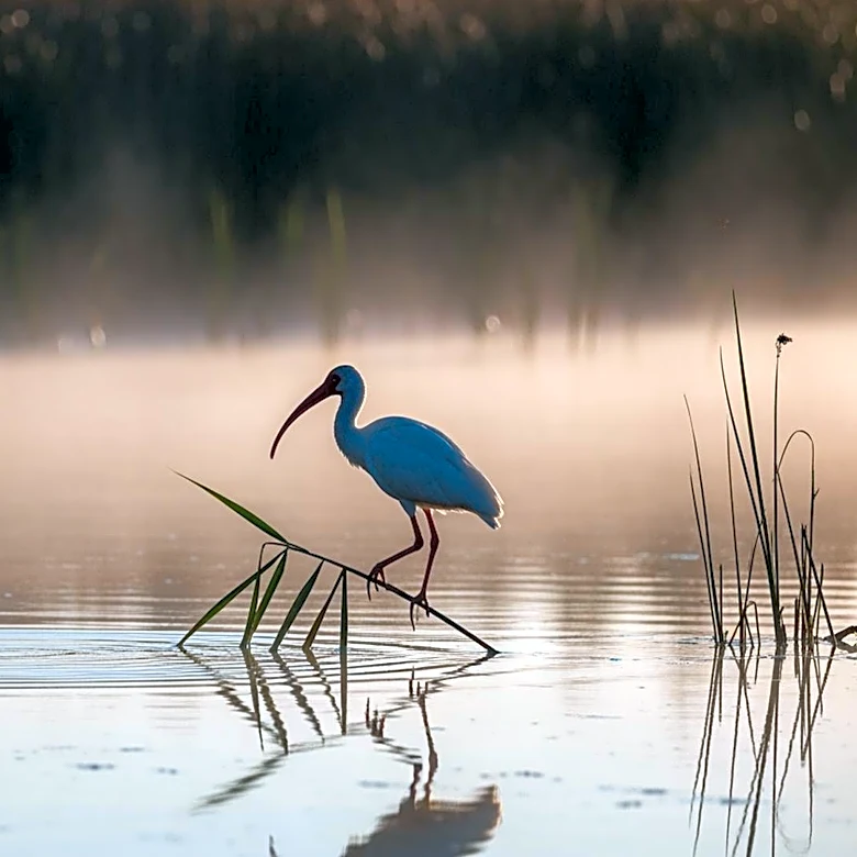 Crested Ibises Released in Japan After Decades of Extinction