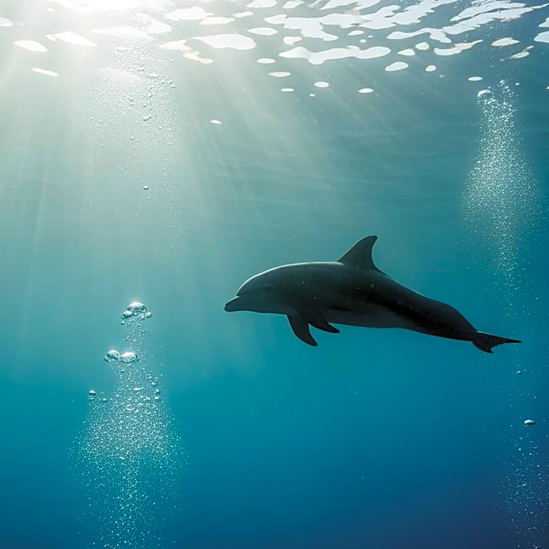 SeaWorld San Diego Mourns the Loss of Beloved Dolphin Dottie at Age 39