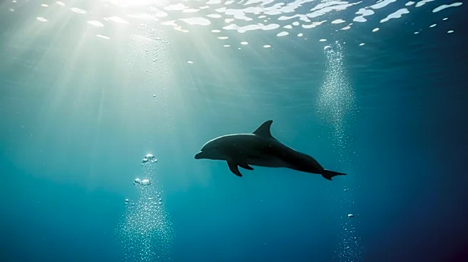 SeaWorld San Diego Mourns the Loss of Beloved Dolphin Dottie at Age 39