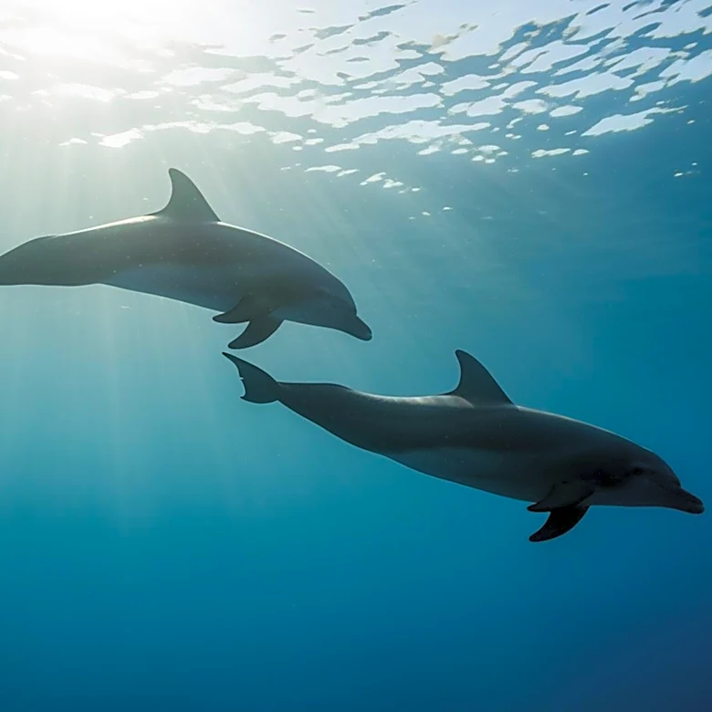 Research Reveals Female Dolphins Avoid Aggressive Males During Mating