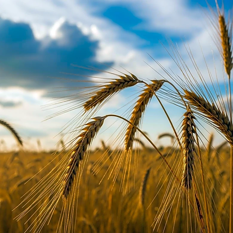 Researchers Advocate for Transformative Changes in Europe's Food Systems Amidst Climate Challenges