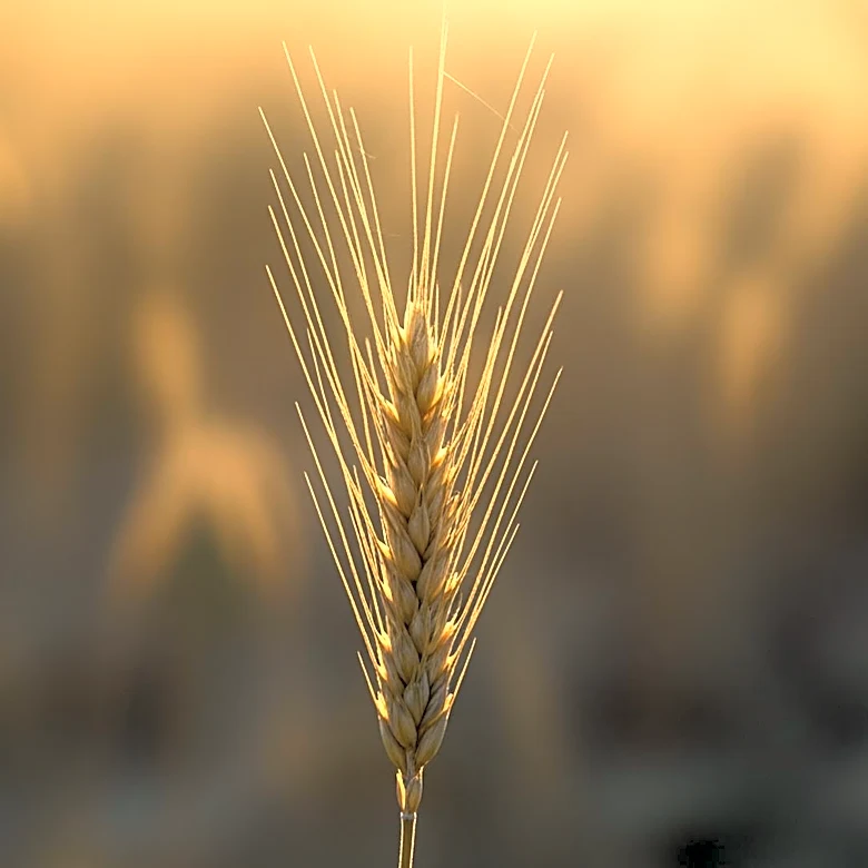 AgCeptional Spotlight Award Opens Nominations to Honor Agricultural Innovators