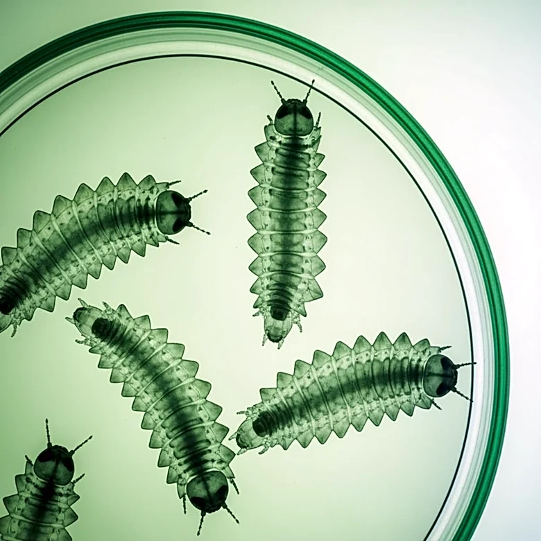 USDA and Texas Officials Take Action Against Screwworm Infestation in Texas