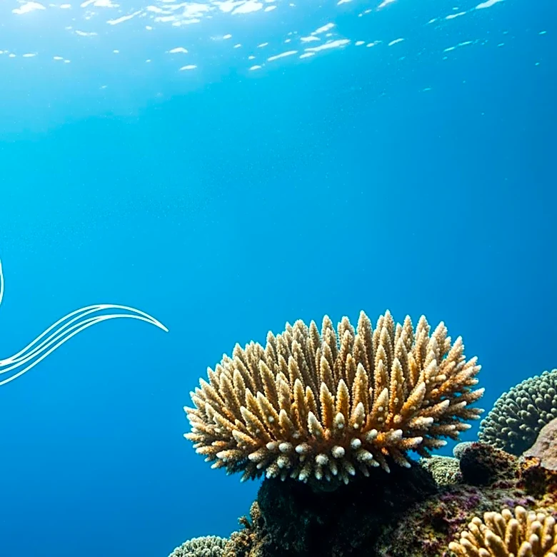 Novotel and WWF France Partnership Advances Ocean Conservation Efforts