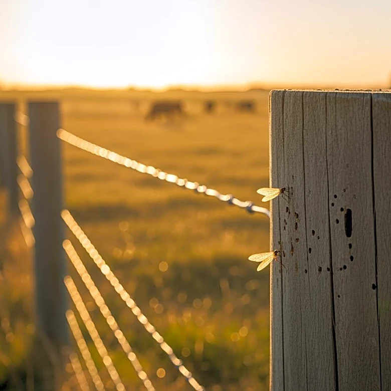 USDA Confirms New World Screwworm Detection in Texas, Threatens Livestock