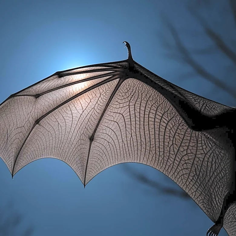 McHenry County Reports First Rabies-Positive Bat with Human Exposure in 2026