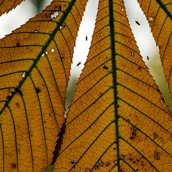 Sweet Chestnut Faces Threats from Blight and Pests in UK Forestry