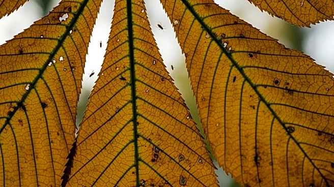 Sweet Chestnut Faces Threats from Blight and Pests in UK Forestry