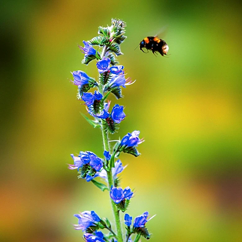 Bumblebees Demonstrate Insightful Problem-Solving Abilities in New Experiment