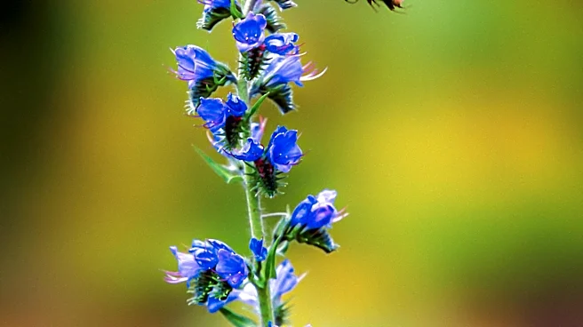Bumblebees Demonstrate Insightful Problem-Solving Abilities in New Experiment