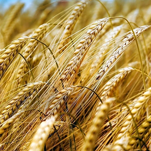 FAO Reports World Cereal Prices Surge Due to Fuel and Fertilizer Costs