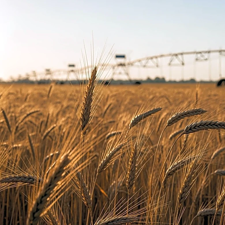 California Agriculture Faces Regulatory Challenges and Innovations, Says Secretary Karen Ross